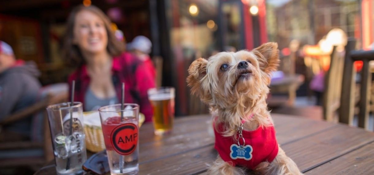 Perro en una terraza pet-friendly en el extranjero